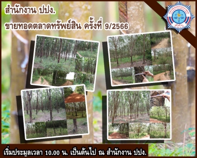 ปปง. เปิดประมูล ต้นยางพาราหลายไร่ 30 มีนาคม นี้